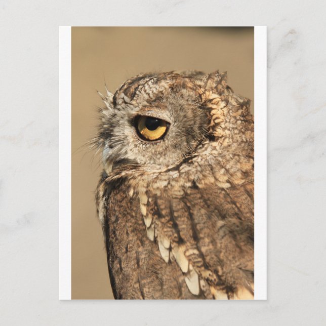 Having a hoot postcard (Front)