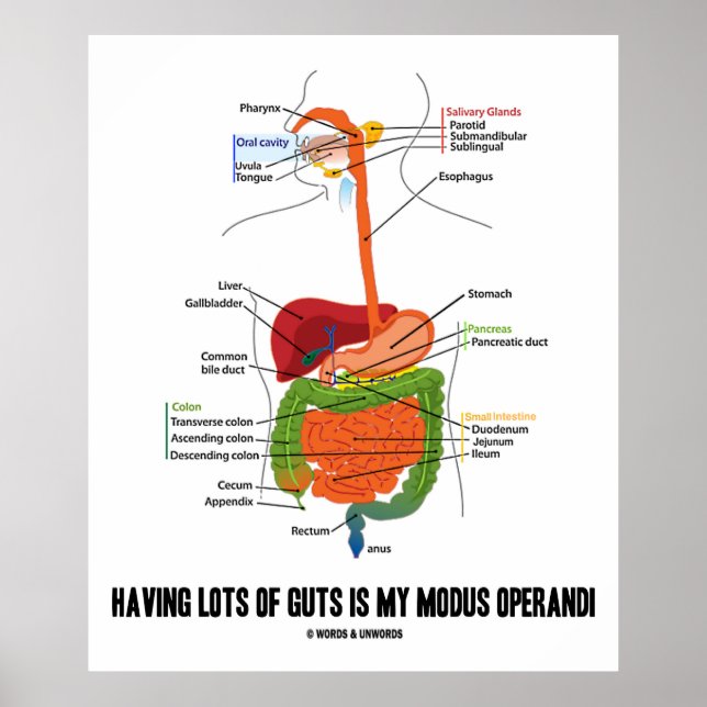 Having Lots Of Guts Is My Modus Operandi Poster (Front)