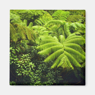 Hawaii, Big Island, Lush tropical greenery in 2 Magnet