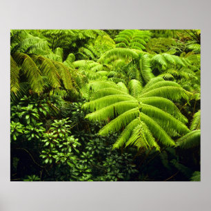 Hawaii, Big Island, Lush tropical greenery in 2 Poster