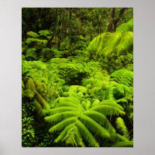 Hawaii, Big Island, Lush tropical greenery in Poster