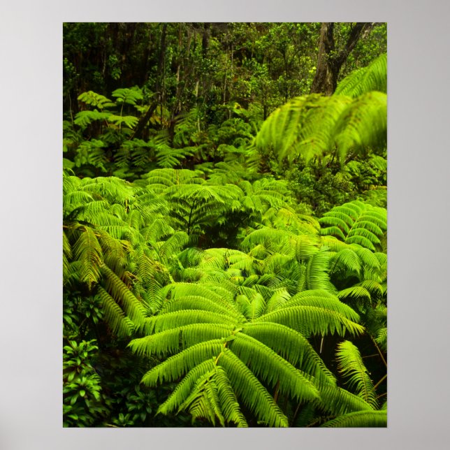 Hawaii, Big Island, Lush tropical greenery in Poster (Front)