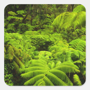 Hawaii, Big Island, Lush tropical greenery in Square Sticker