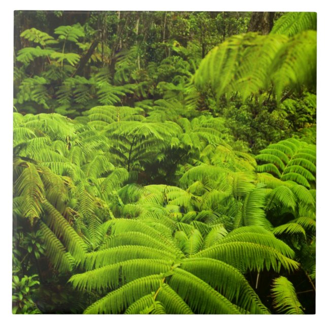 Hawaii, Big Island, Lush tropical greenery in Tile (Front)