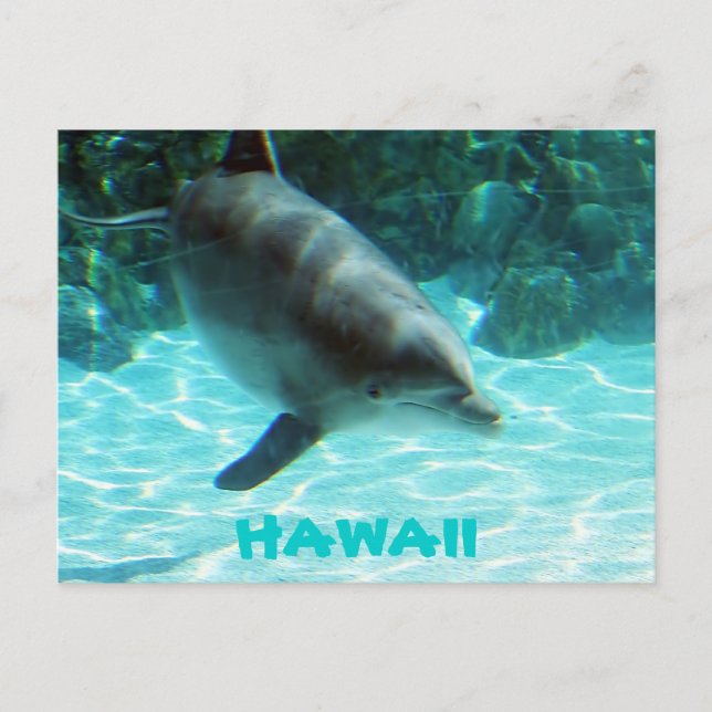 Hawaii Dolphin Postcard (Front)