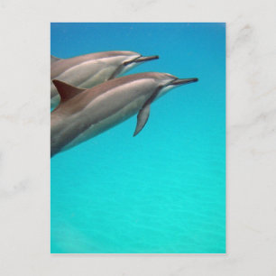 Hawaii Dolphins Postcard