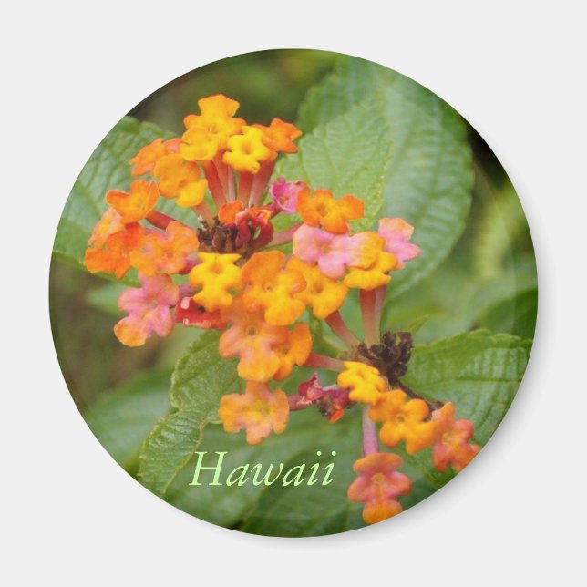 Hawaii Flower Magnet (Front)