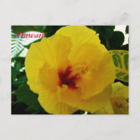 Hawaii Flower Yellow Hibiscus