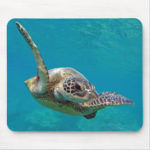 Hawaii Green Sea Turtle - Honu