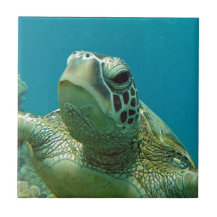 Hawaii Green Sea Turtle - Honu Tile