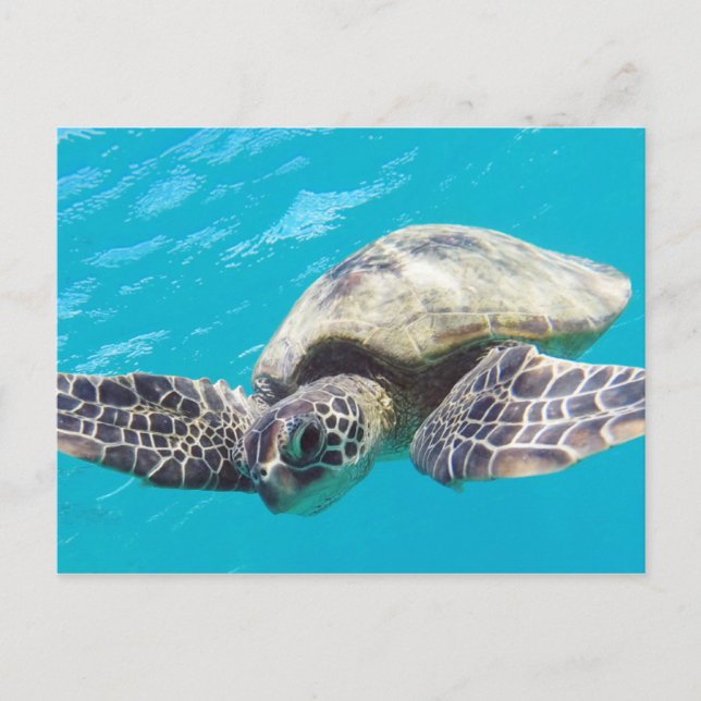 Hawaii Green Sea Turtle Postcard (Front)