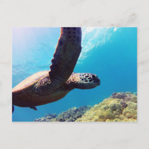 Hawaii Green Sea Turtle Postcard