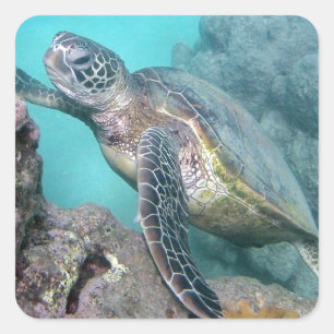 Hawaii Green Sea Turtle Square Sticker