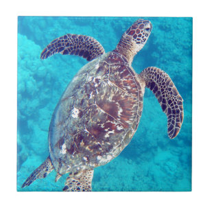 Hawaii Green Sea Turtle Tile