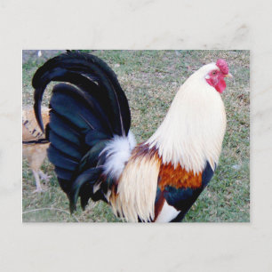 Hawaii Hanauma Bay Rooster Postcard
