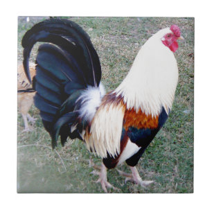 Hawaii Hanauma Bay Rooster Tile