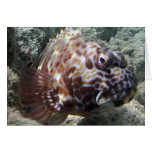 Hawaii Hawk Fish