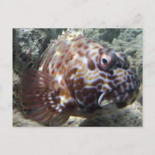 Hawaii Hawk Fish Postcard
