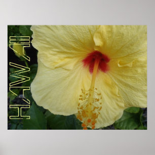 Hawaii hibiscus poster