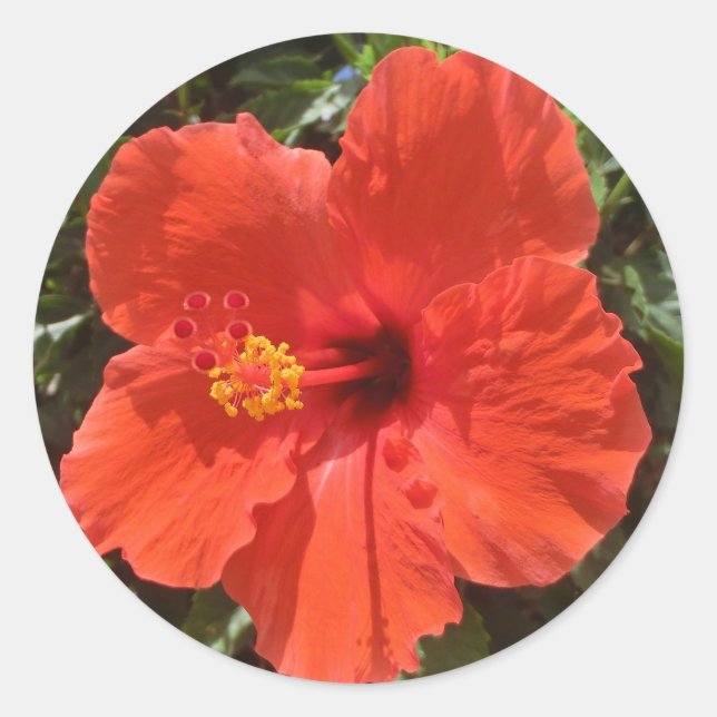 Hawaii hibiscus red flower stickers (Front)