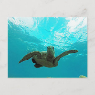 Hawaii Honu Turtle Postcard