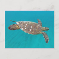 Hawaii Honu Turtle