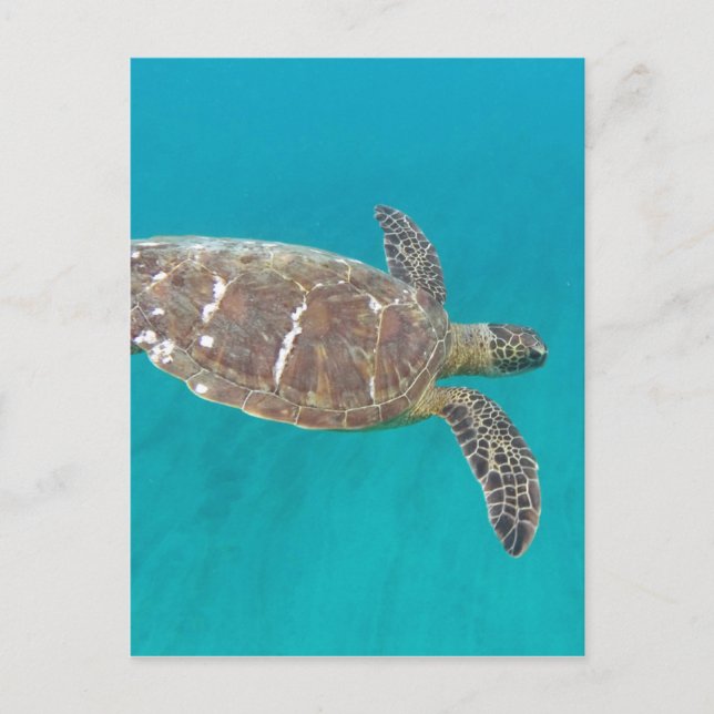 Hawaii Honu Turtle Postcard (Front)