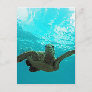 Hawaii Honu Turtle Postcard