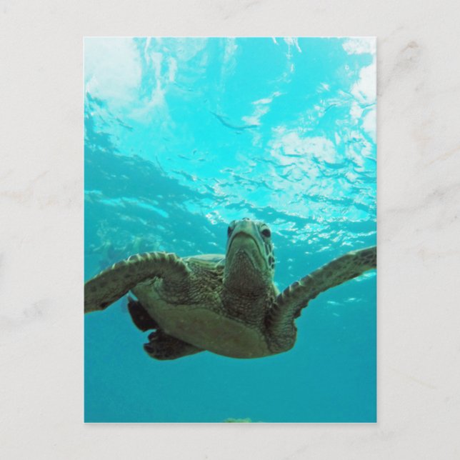 Hawaii Honu Turtle Postcard (Front)