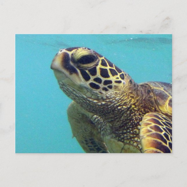 Hawaii Honu Turtle Postcard (Front)