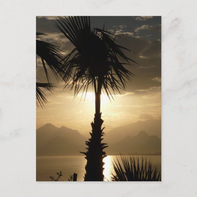 Hawaii Island Travel Beach Sunset Palm Trees Postcard (Front)