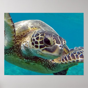 Hawaii Islands Sea Turtle Poster