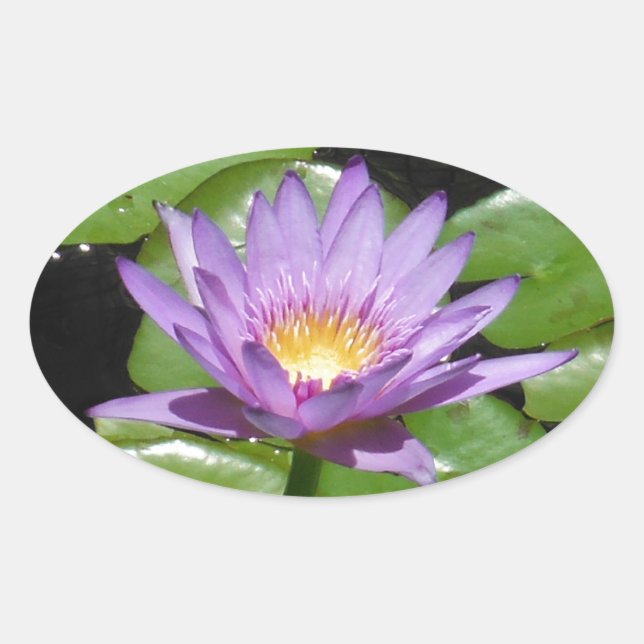 Hawaii Lotus Flower Oval Sticker (Front)