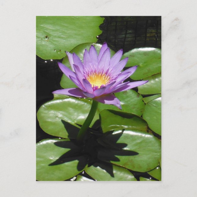 Hawaii Lotus Flower Postcard (Front)