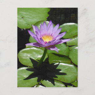 Hawaii Lotus Flower Postcard