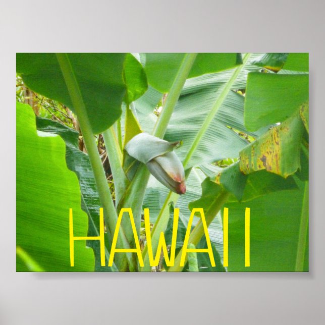 HAWAII NATURE POSTER (Front)