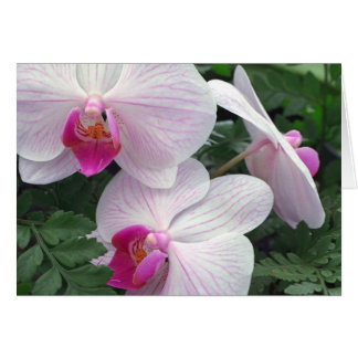 Hawaii-orchids