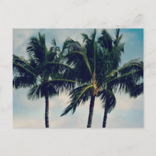 Hawaii Palm Trees Postcard