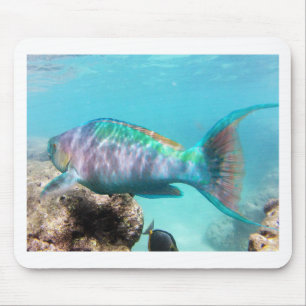 Hawaii Parrot Fish Mouse Mat