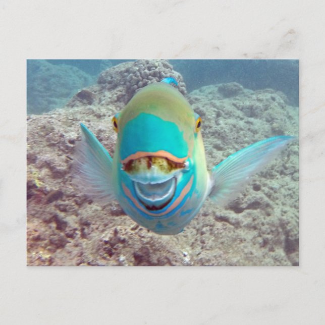 Hawaii Parrot Fish Postcard (Front)