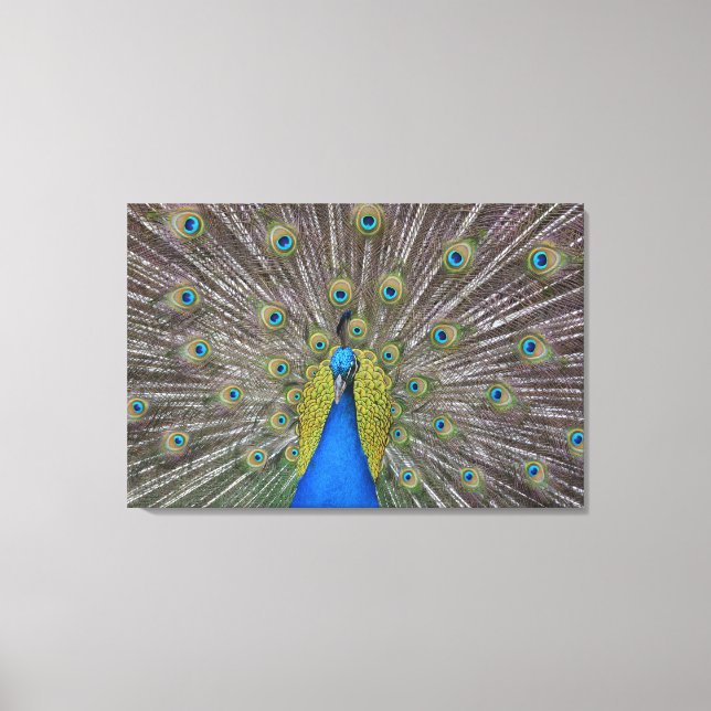 Hawaii Peacock Canvas Print (Front)