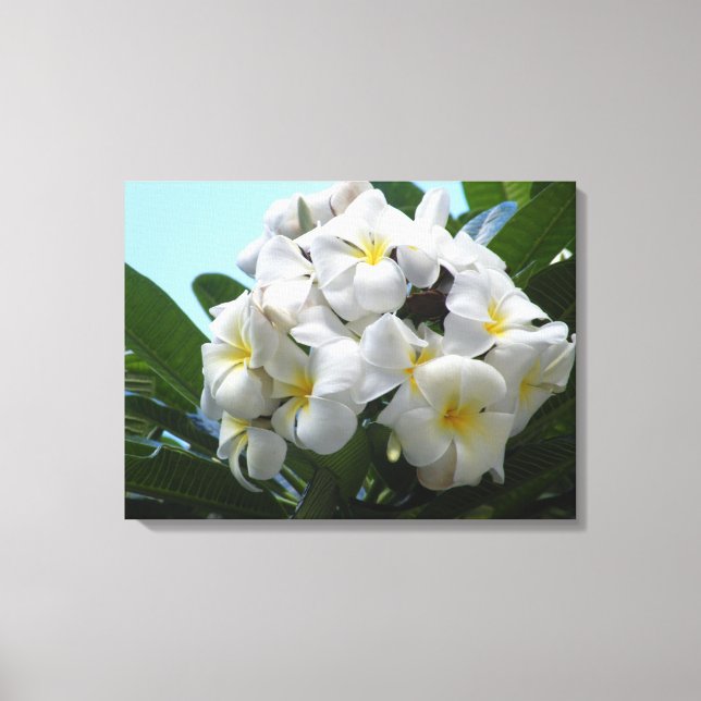Hawaii Plumeria Canvas Print (Front)