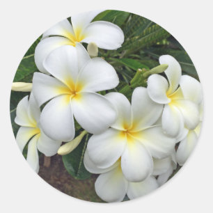 Hawaii Plumeria Flowers Classic Round Sticker