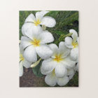 Hawaii Plumeria Flowers