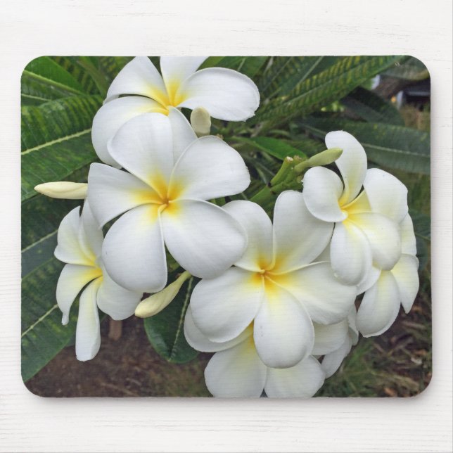 Hawaii Plumeria Flowers Mouse Mat (Front)