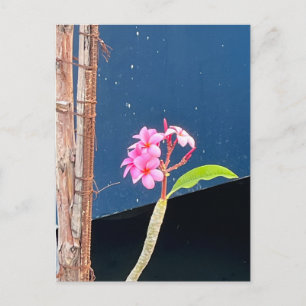 Hawaii Plumeria Flowers Postcard