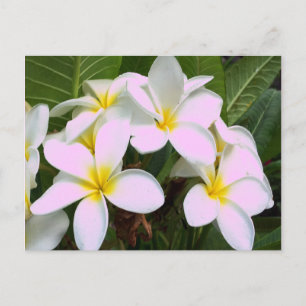 Hawaii Plumeria Flowers Postcard