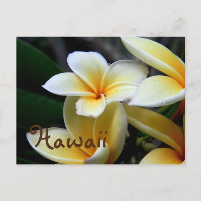 Hawaii Plumeria Postcard (Front)