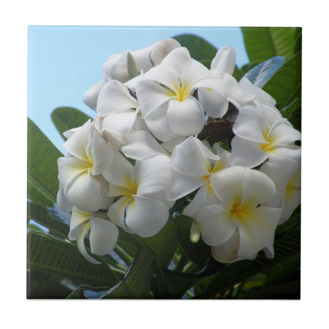 Hawaii Plumeria Tile (Front)
