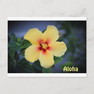 hawaii post card with the hawaii state flower.